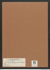 Navicula juergensii Kuetz. (de-Toni-Nr.: Genus 1, Species 618) Zeichnungen Sammlung Grunow Mappe 00533 (Herbarium_W_Grunow_drawings_Folder_00533)
